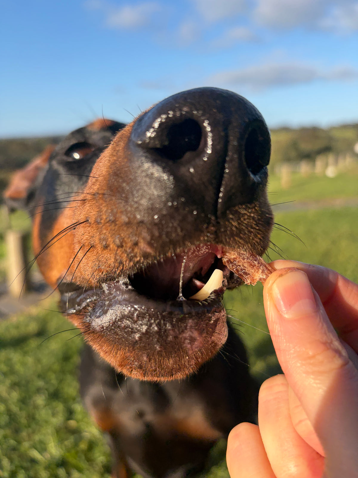 Wild Carp Jerky Bites -
