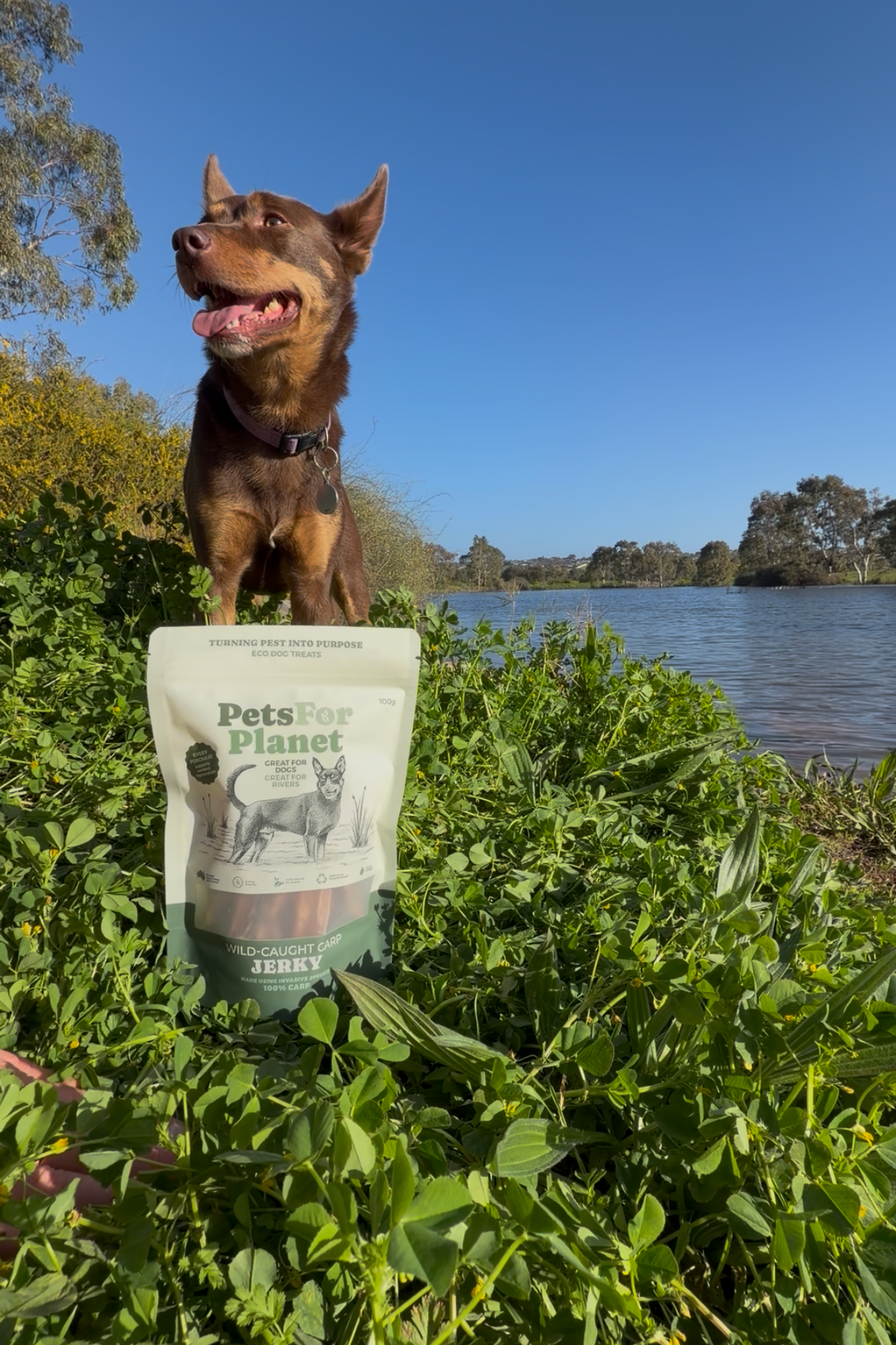 Wild Carp Jerky - 100% Carp